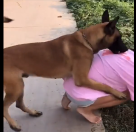 把我栓起来，尽快安排狗子上学。